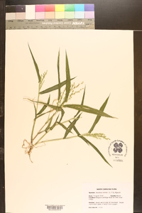 Urochloa ramosa image